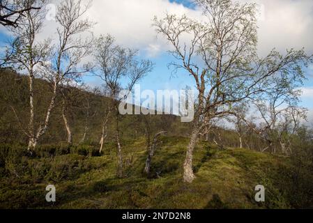 Øvre Dividal National Park in Dividalen in Målselv municipality in Troms Province in Norway is well known for its birch primary forests. Stock Photo