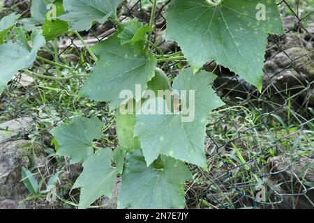 A Wax gourd vine (Benincasa Hispida) grows on a fence, with a hanging large ash pumpkin fruit between the leaves Stock Photo