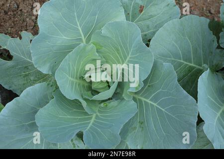 Overhead view of opened pale green leaves of an organic Cabbage plant in the home garden Stock Photo