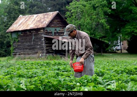 David Oakley, owner of Oakley Farm, picks fresh strawberries from his field  in Chapel Hill, ., Thursday, May 2, 2013. The season is ripe for picking  fresh strawberries in some parts of