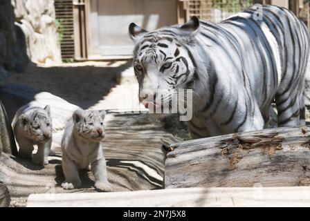 Three newborn white tiger cubs roar at Hangzhou Safari Park in Hangzhou  city, east Chinas Zhejiang province, 31 May 2014. Three newborn white tiger  Stock Photo - Alamy