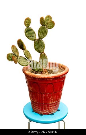 Beautiful bunny ears cactus in red pot Stock Photo