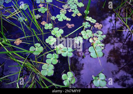 Lush native water plants including Marsilea sp. (Nardoo), Montalbion town dam, Irvinebank, Queensland, Australia Stock Photo