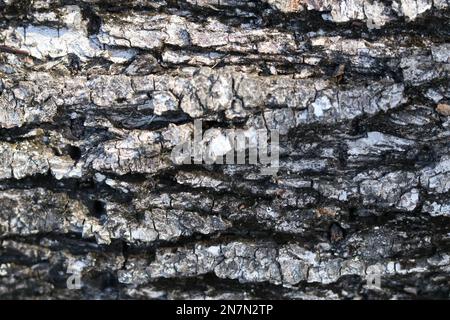 Photograph of texture of bark on a tree Stock Photo