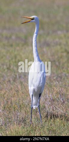 Great Egret Foraging in Grassland. Arastradero Preserve, Santa Clara County, California, USA. Stock Photo