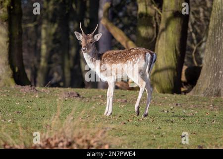 A portrait of a young fallow deer buck as he stands sideways facing forward looking towards the camera. Set against a natural background of trees Stock Photo