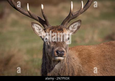 A very close portrait of a male red deer stag. It shows the head and face looking forward with detail in the fur. Stock Photo