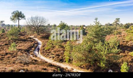 Man on the walking path through the heather dunes of Drents Friese Wold, Netherlands Stock Photo
