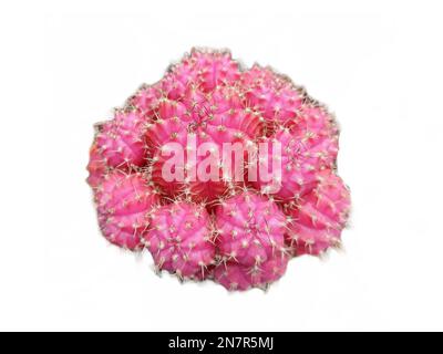 Pink Moon Cactus isolated on white. Gymnocalycium mihanovichii Stock Photo