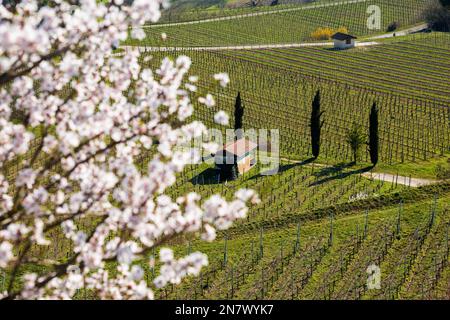 Vineyards and blossoming almond tree in spring, near Ihringen, Kaiserstuhl, Baden-Wuerttemberg, Germany Stock Photo