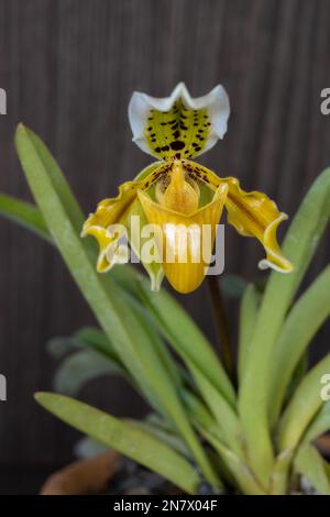 Closeup view of bright yellow green and white flower of lady slipper orchid species paphiopedilum exul blooming on wooden background Stock Photo