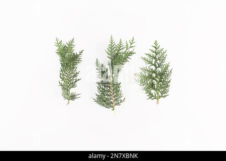 coniferous branches light board Stock Photo