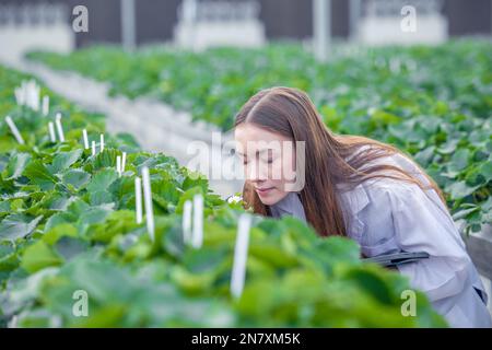 scientist working in indoor organic strawberry agriculture farm nursery plant species for medical research. Stock Photo