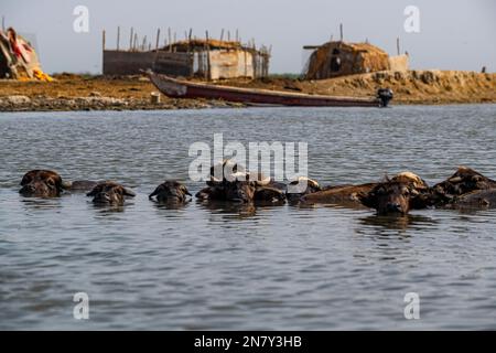 Water buffalos, Reed houses of Marsh Arabs, Mesopotamian Marshes, Ahwar ...