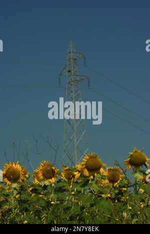 Some sunflowers in a field, in the background a high voltage pylon Stock Photo