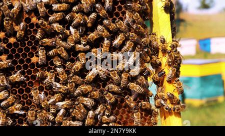 Frames of a beehive. Macro shot of bees swarming on a honeycomb . Working bees in a hive. Bees turn nectar into honey. Beekeeper harvesting honey. Apiculture. Apiary. High quality photo Stock Photo