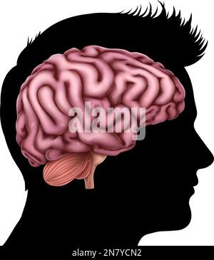 Man Head in Silhouette Profile with Brain Concept Stock Vector