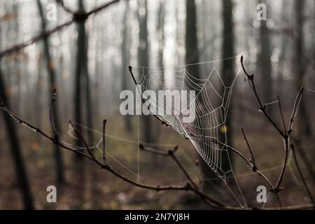 Close up spider web in misty forest. Defocused trees. Autumn woodland Stock Photo