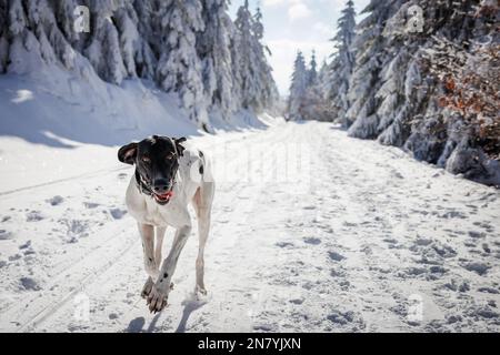 Sledge dog running on snowy trekking trail in winter forest. New breed European Slider Dog Stock Photo