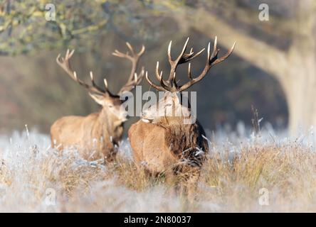 Close up of two Red deer stags on a frosty morning, UK. Stock Photo