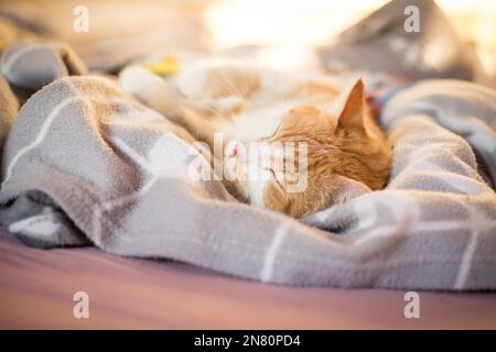 Red tabby male house cat sleeping Stock Photo
