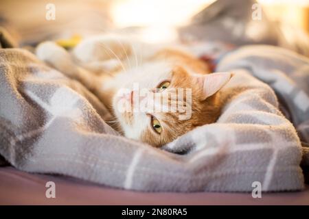 Red tabby male house cat Stock Photo
