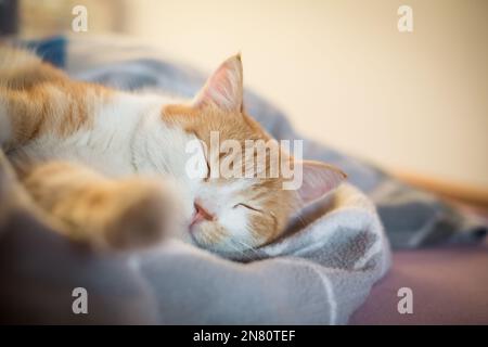 Red tabby male house cat sleeping Stock Photo