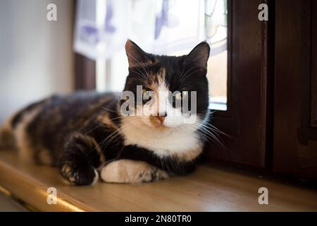 Tortoisehshell female house cat lying on the window board Stock Photo