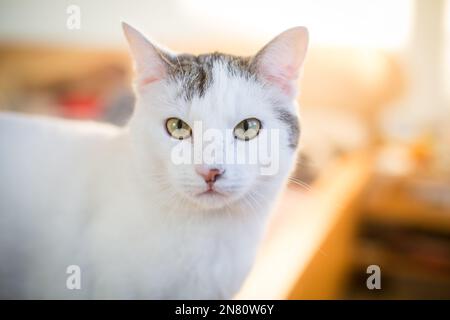 White and tabby male house cat Stock Photo