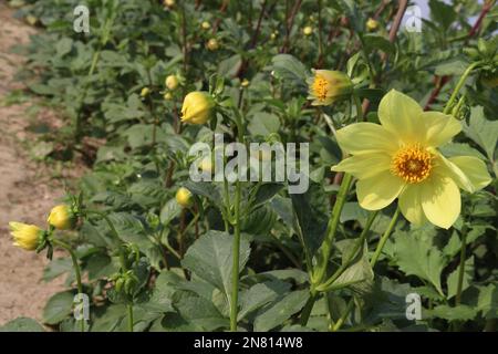 yellow colored dahlia flower on farm for harvest are cash crops Stock Photo