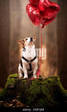 Day of St. Valentine's Day. Dog is best friend. Stock Photo