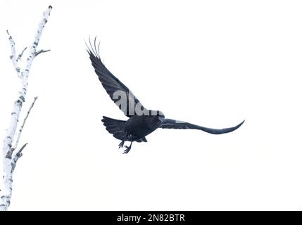 Common raven Corvus corax isolated on white background in flight over Ottawa, Canada Stock Photo