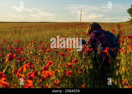 A lady photographs a field of Poppies  - Papaver rhoeas on her mobile phone on the South Downs National Park, Brighton, East Sussex, England, Uk, Gb. Stock Photo