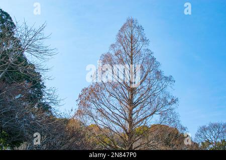 Corn plants with burned leaves growing against cloudy blue sky after herbicide spraying on summer day in agricultural field Stock Photo