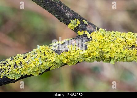 Lichen of the Foliose family, growing on a tree branch Stock Photo