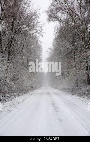 The road between trees covered with fluffy snow Stock Photo - Alamy