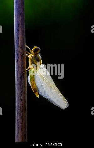 Dragonfly that turns from the pupa into the insect. Stock Photo