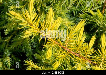 Juniperus rigida, Creeping Juniperus 'All Gold', Juniperus conforta, Yellow, Needles, Juniper, Branch Stock Photo