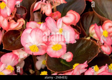 Wax Begonia, Salmon, Colour, Begonia semperflorens 'Marsala Bicolor', Pink, Flowers, Fibrous Rooted Begonia Stock Photo
