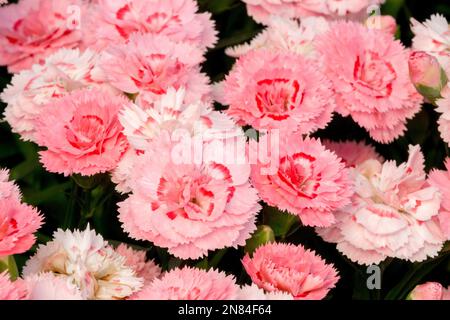 Pink Dianthus caryophyllus Sw.P. Salmon Eye, Blooms, Flowering Stock Photo