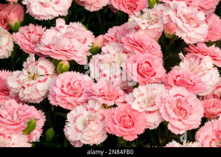 Salmon, Dianthus caryophyllus Sw.P. Salmon Eye, Blooms, Flowering Stock Photo