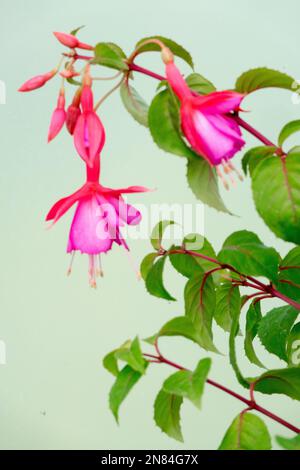 Fuchsia Albi, Fuchsia hybrida, Fuchsia Stock Photo