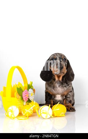 A cute little dachshund puppy is sitting next to a basket of pastel-colored Easter eggs on a white background. The concept of the Easter holiday Stock Photo