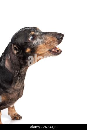 Portrait of an old gray-haired dachshund dog, with eyes of different colors, with an open mouth isolated on a white background Stock Photo