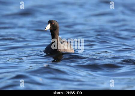 American coot Fulica americana swimming on blue water in winter Stock Photo