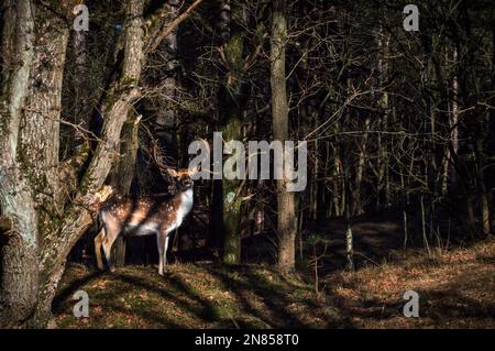A young stag in the woods on a sunny day Stock Photo