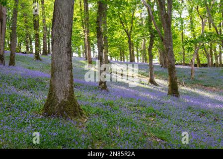 Mass of spring bluebells in deciduous woodland near Harlech in North Wales, UK. Stock Photo