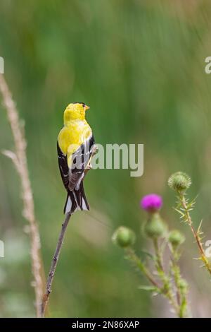 A goldfinch looking at a patch of purple spear thistle Stock Photo