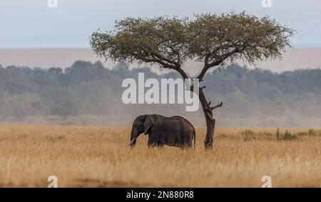 Elephant in Amboseli National Park, Kenya, Africa Stock Photo