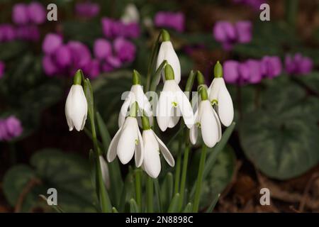 winter display of snowdrops, galanthus nivalis, and magenta cyclamen coum in a UK garden February Stock Photo